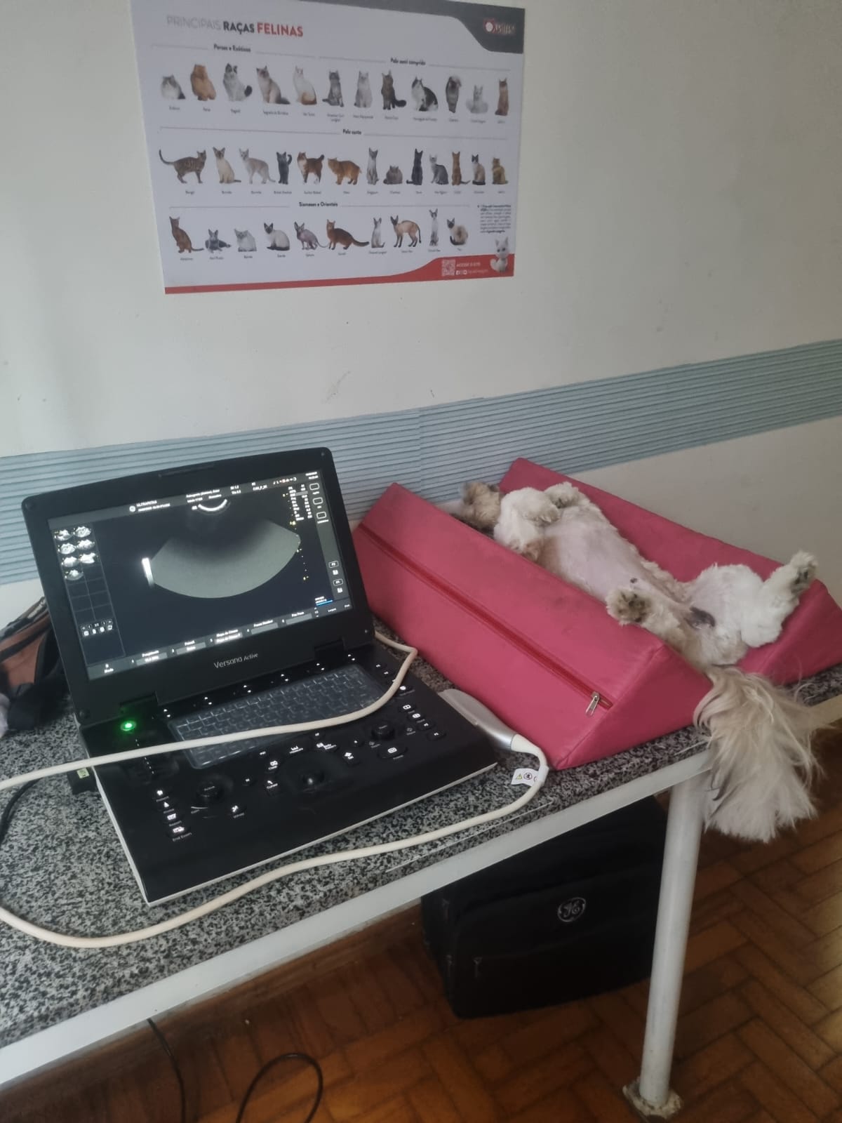 Exame veterinário Ultrapatas